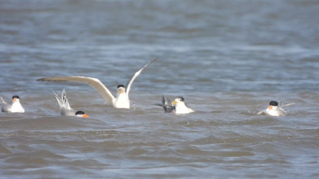 Great Crested Tern - ML634277008