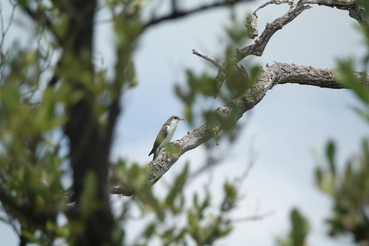 Yellow-billed Cuckoo - ML634277109