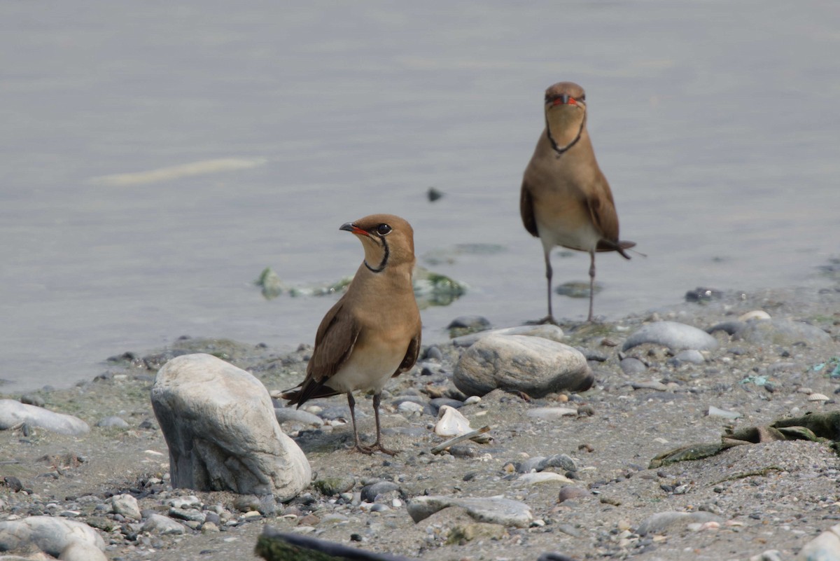 Дерихвіст лучний - ML634277123