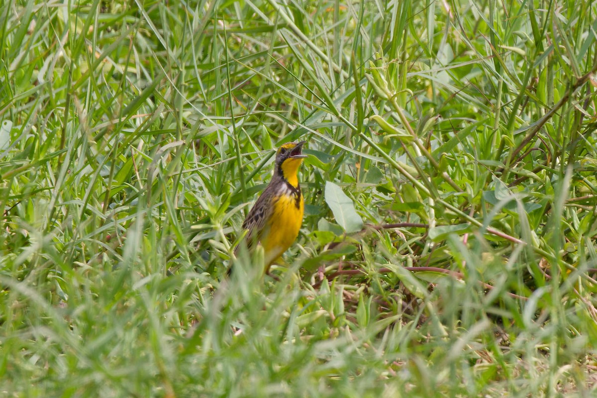 Пікулик жовтогорлий - ML634277136