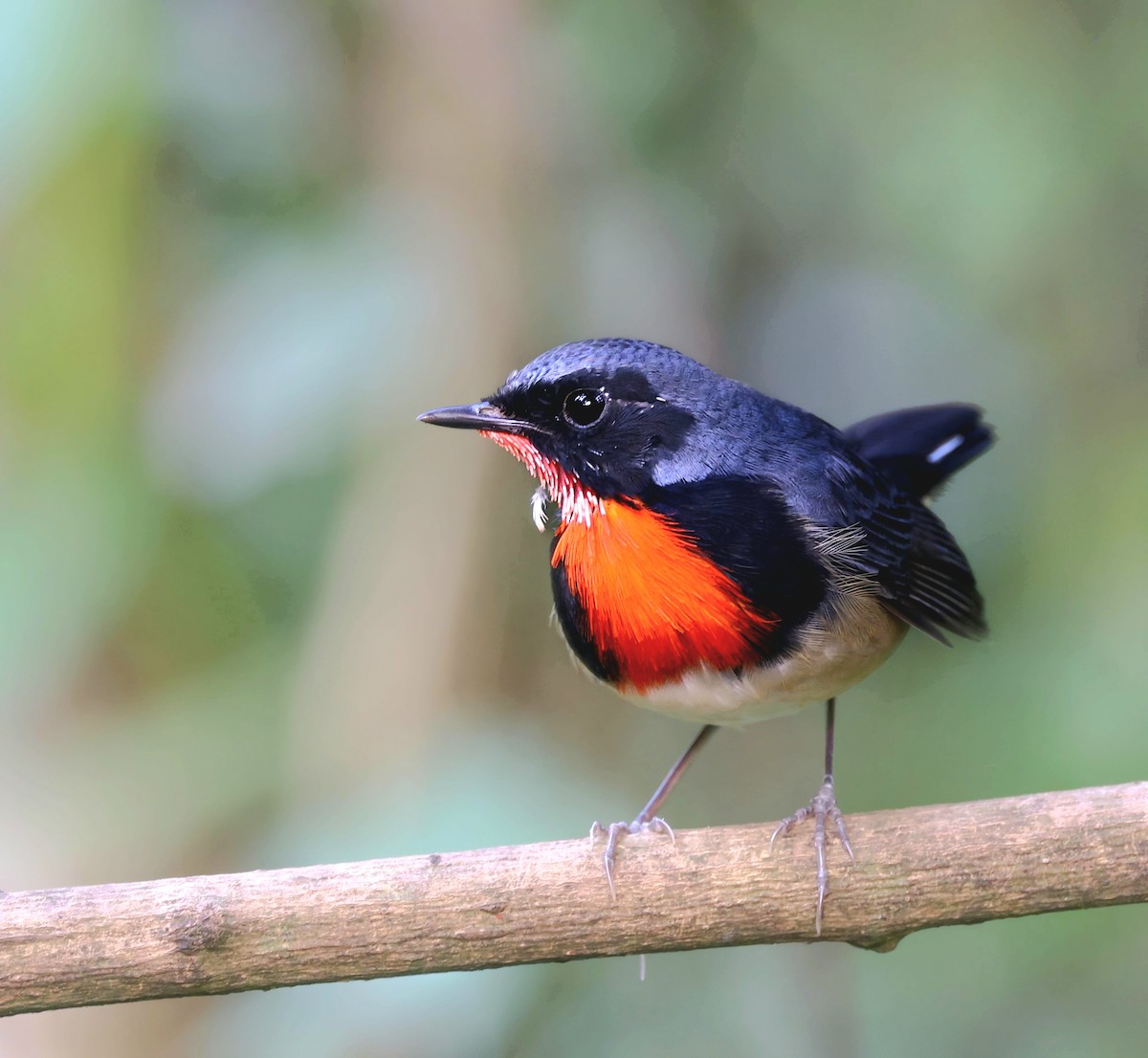 Firethroat - ML634277201