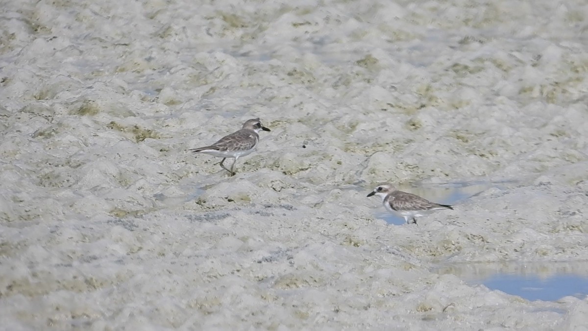 Greater Sand-Plover - ML634277323
