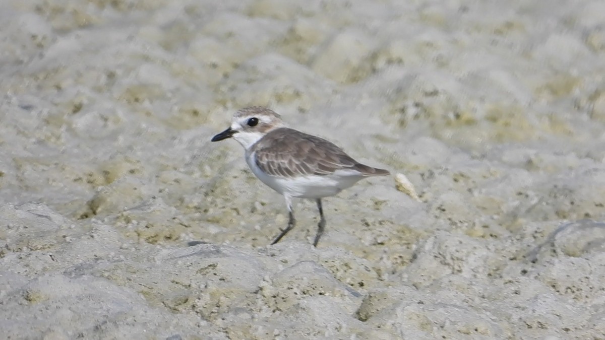 Tibetan Sand-Plover - ML634277345