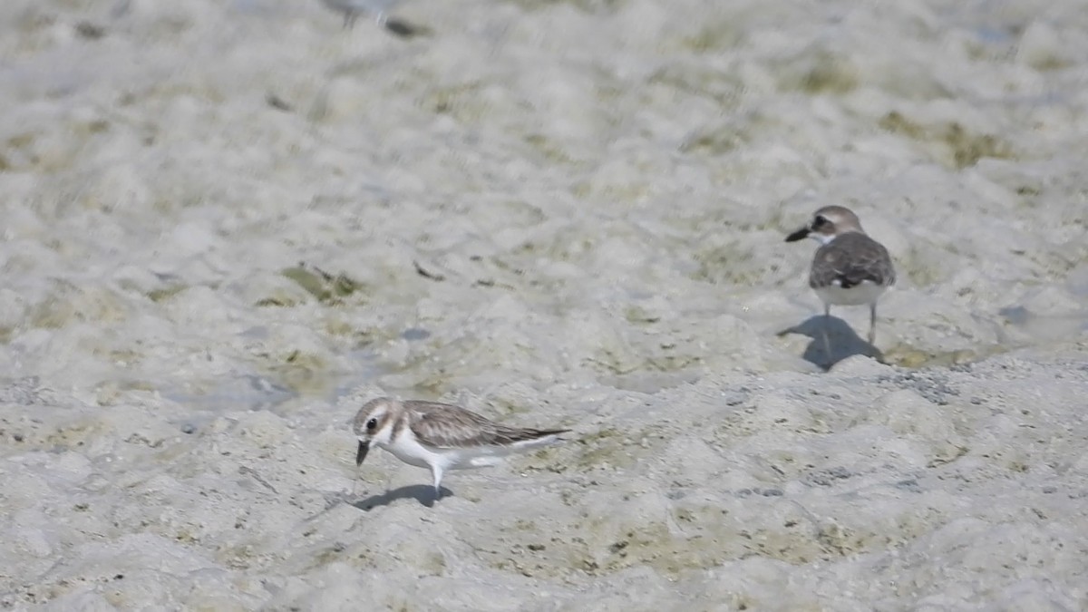 Tibetan Sand-Plover - ML634277347