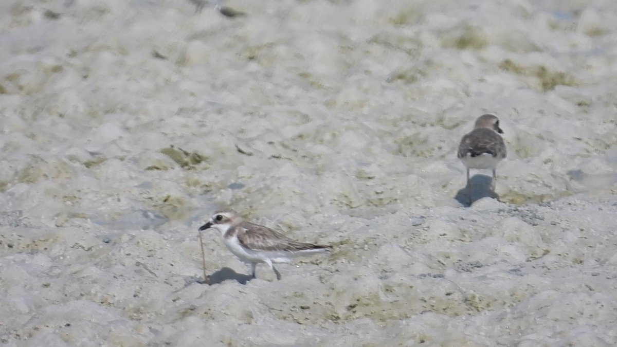 Tibetan Sand-Plover - ML634277348