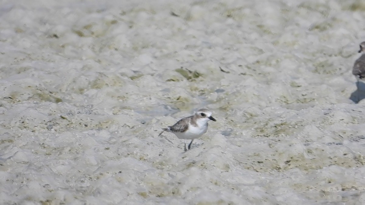 Tibetan Sand-Plover - ML634277349