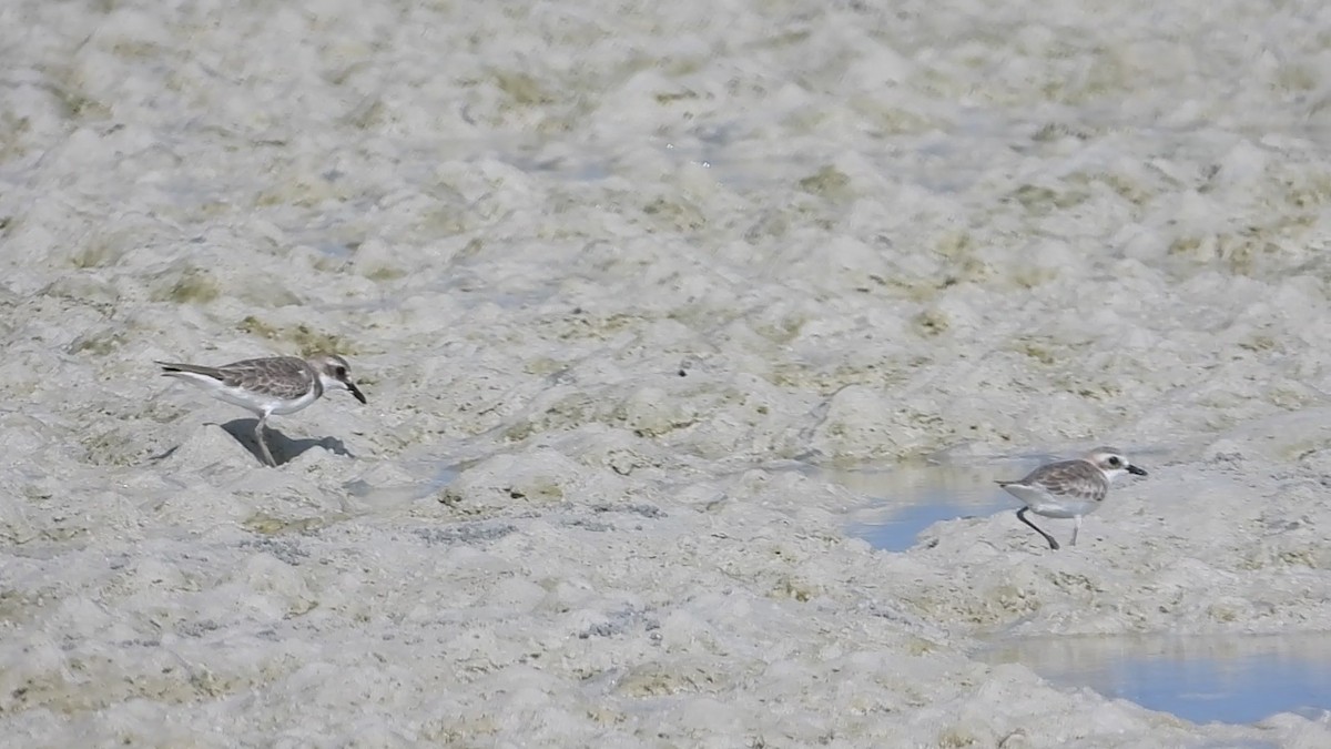 Tibetan Sand-Plover - ML634277352