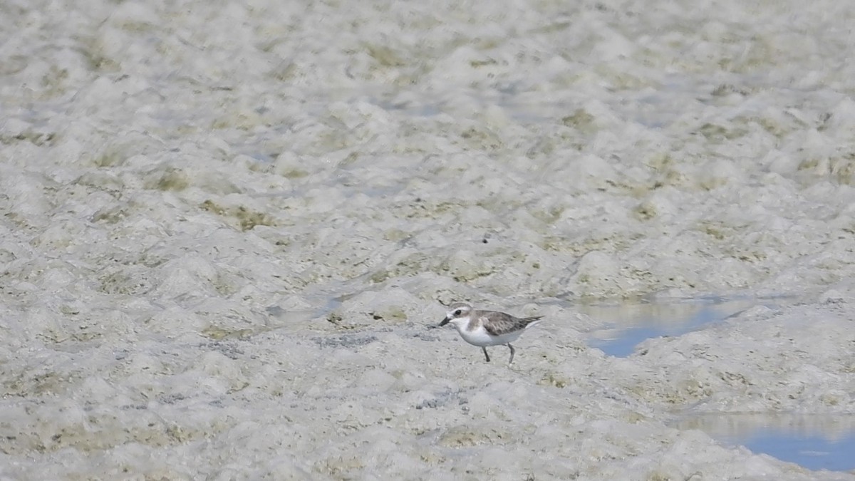 Tibetan Sand-Plover - ML634277354