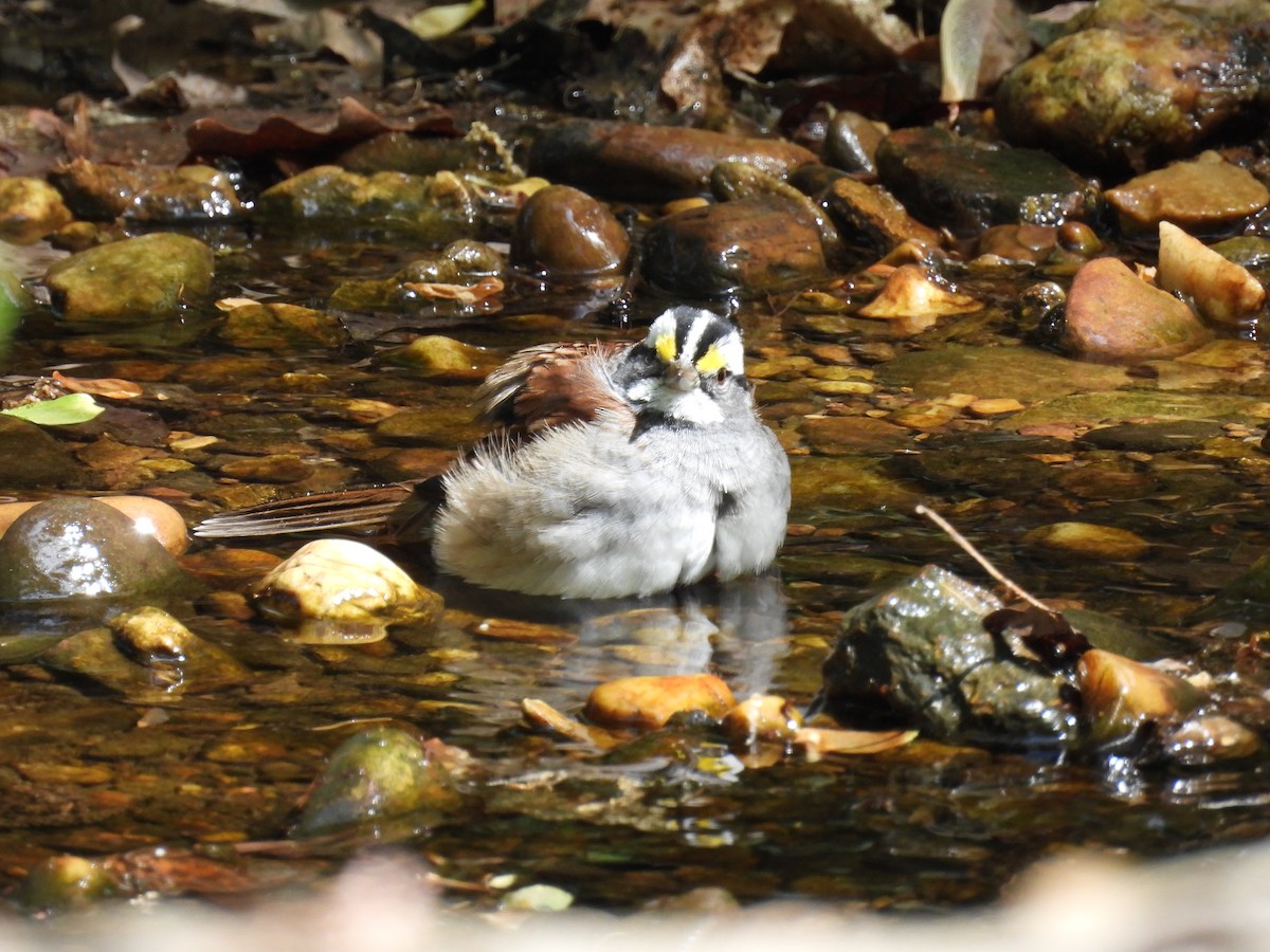 White-throated Sparrow - ML634277483