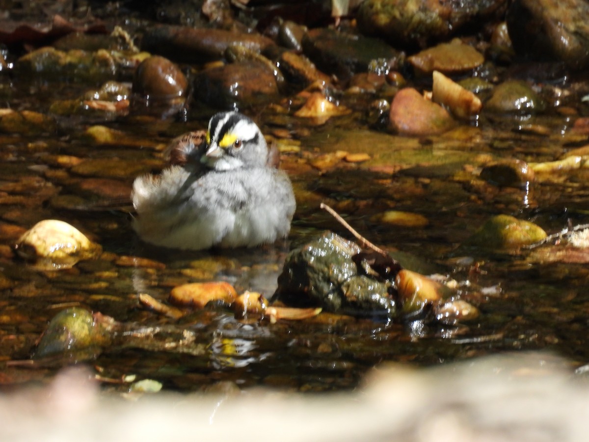 White-throated Sparrow - ML634277484