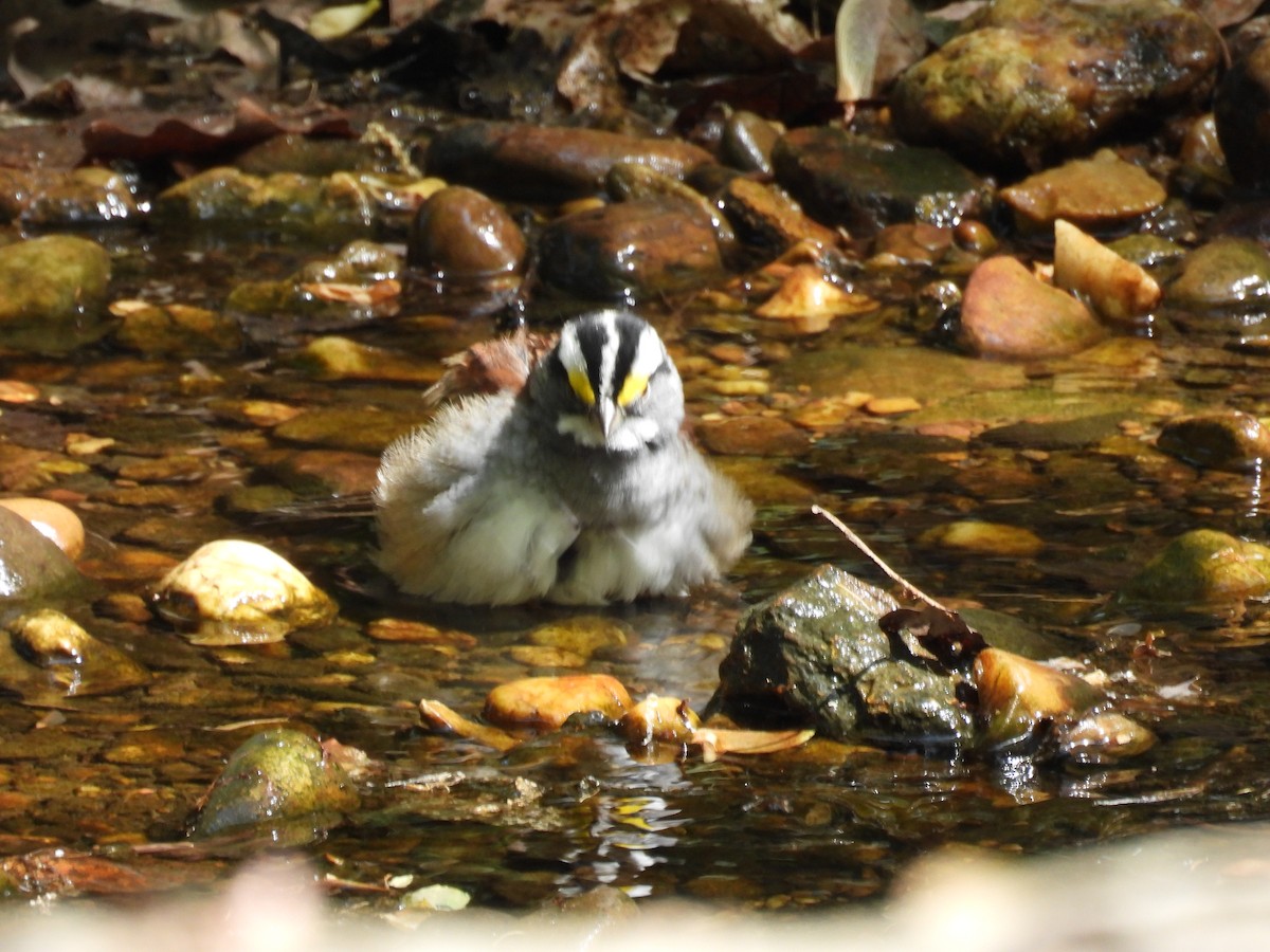 White-throated Sparrow - ML634277485