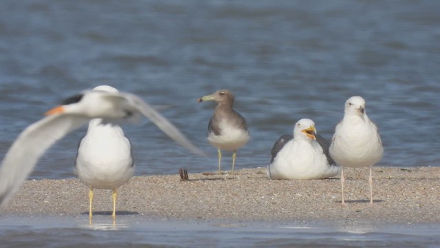 Sooty Gull - ML634277520