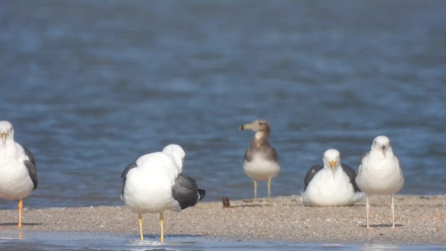 Sooty Gull - ML634277523