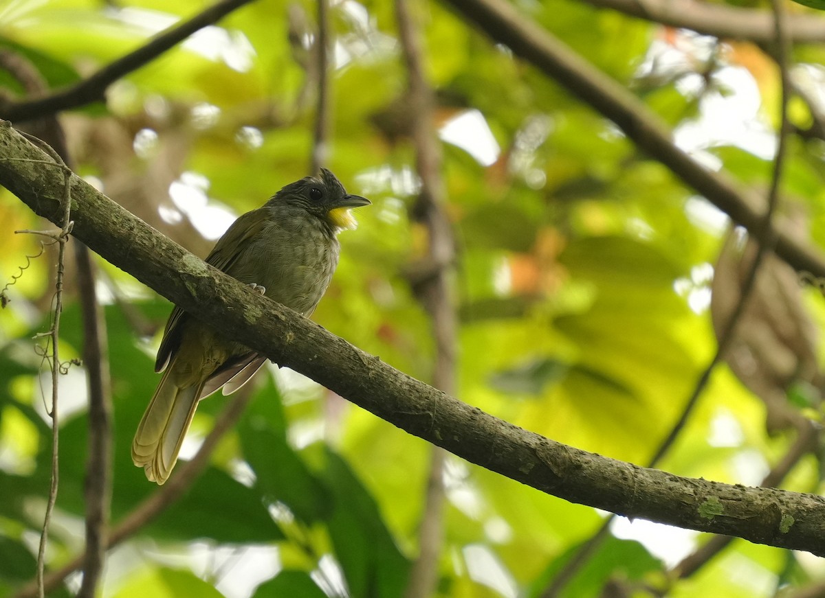 Western Bearded-Greenbul - ML634277802