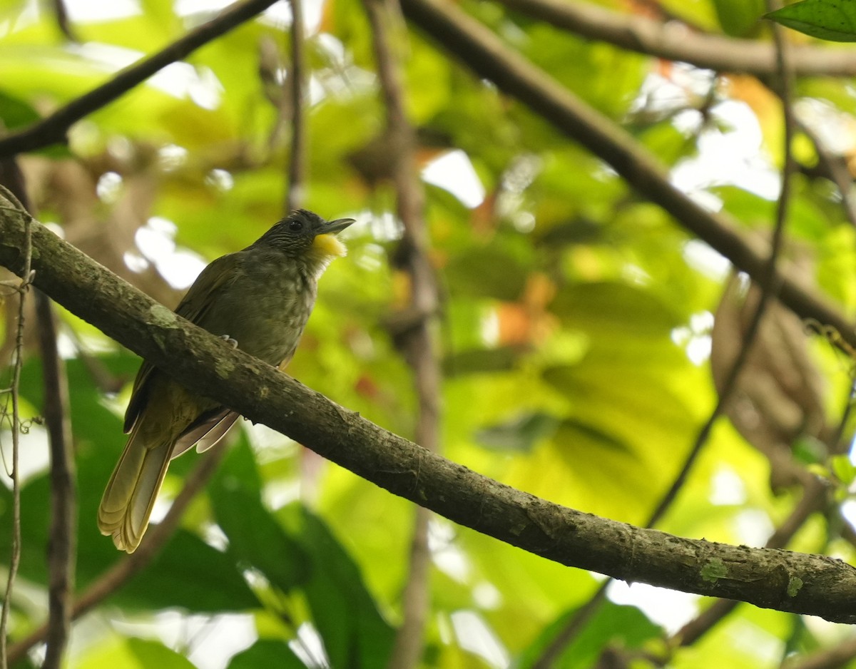 Western Bearded-Greenbul - ML634277827