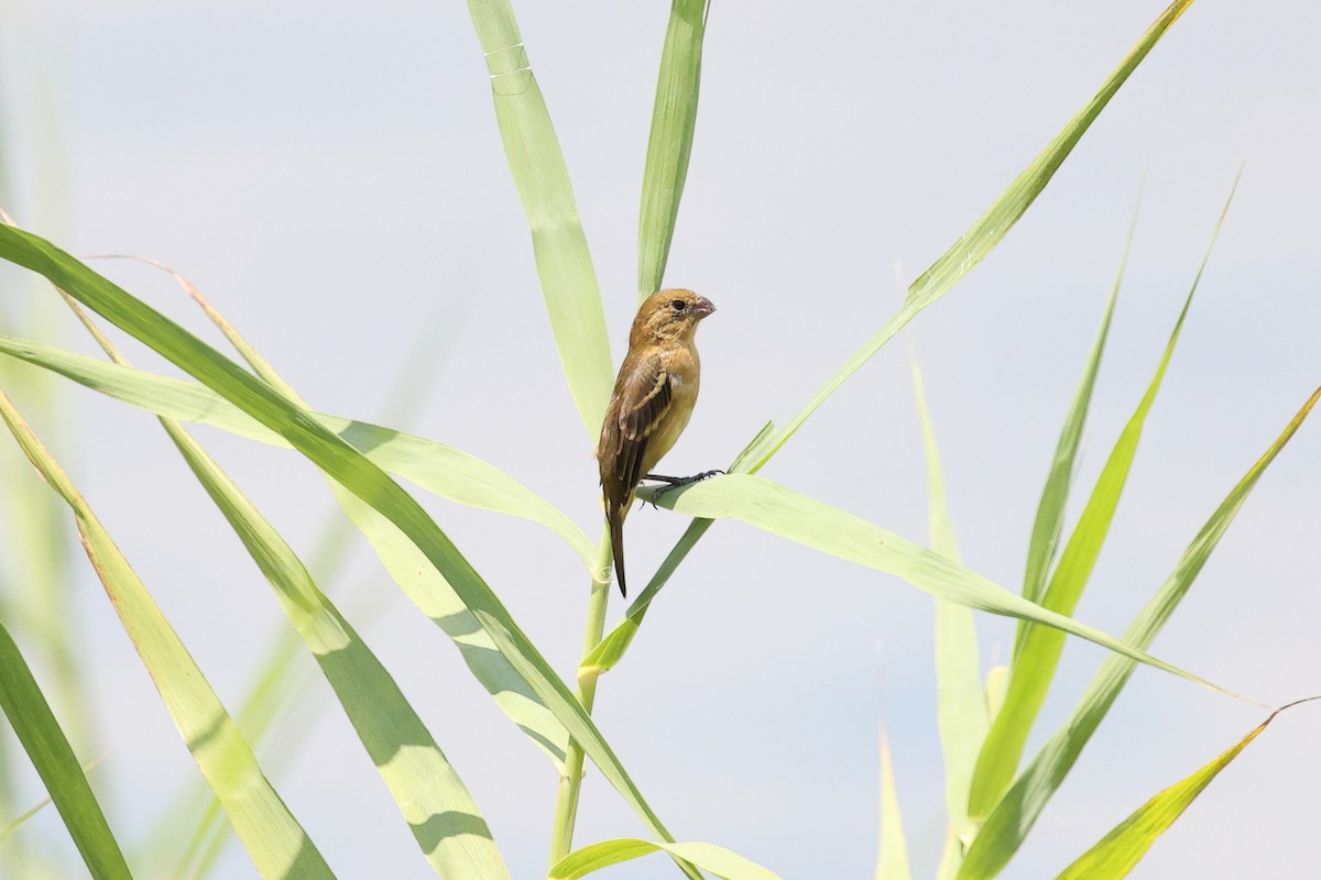 Morelet's Seedeater - ML634277919
