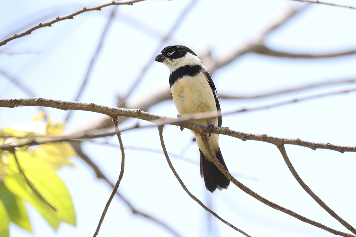 Morelet's Seedeater - ML634277920
