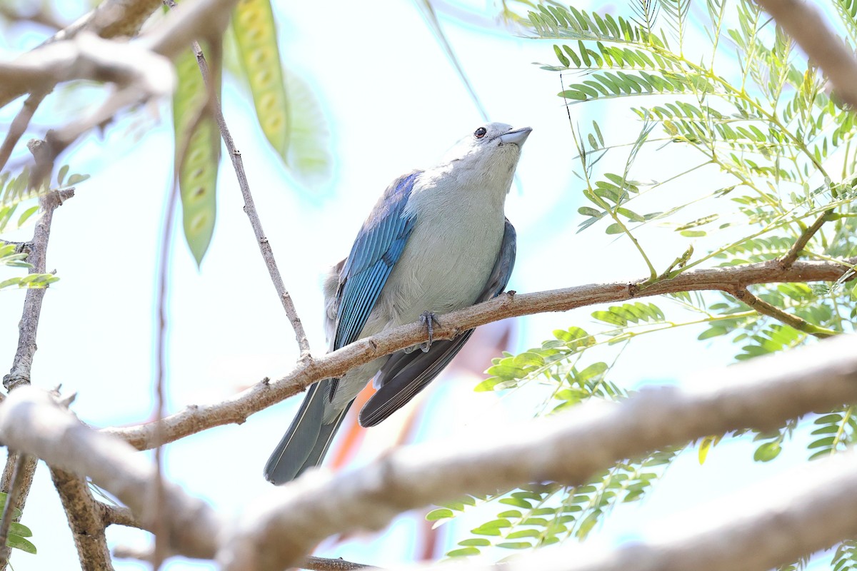 Blue-gray Tanager - ML634277921
