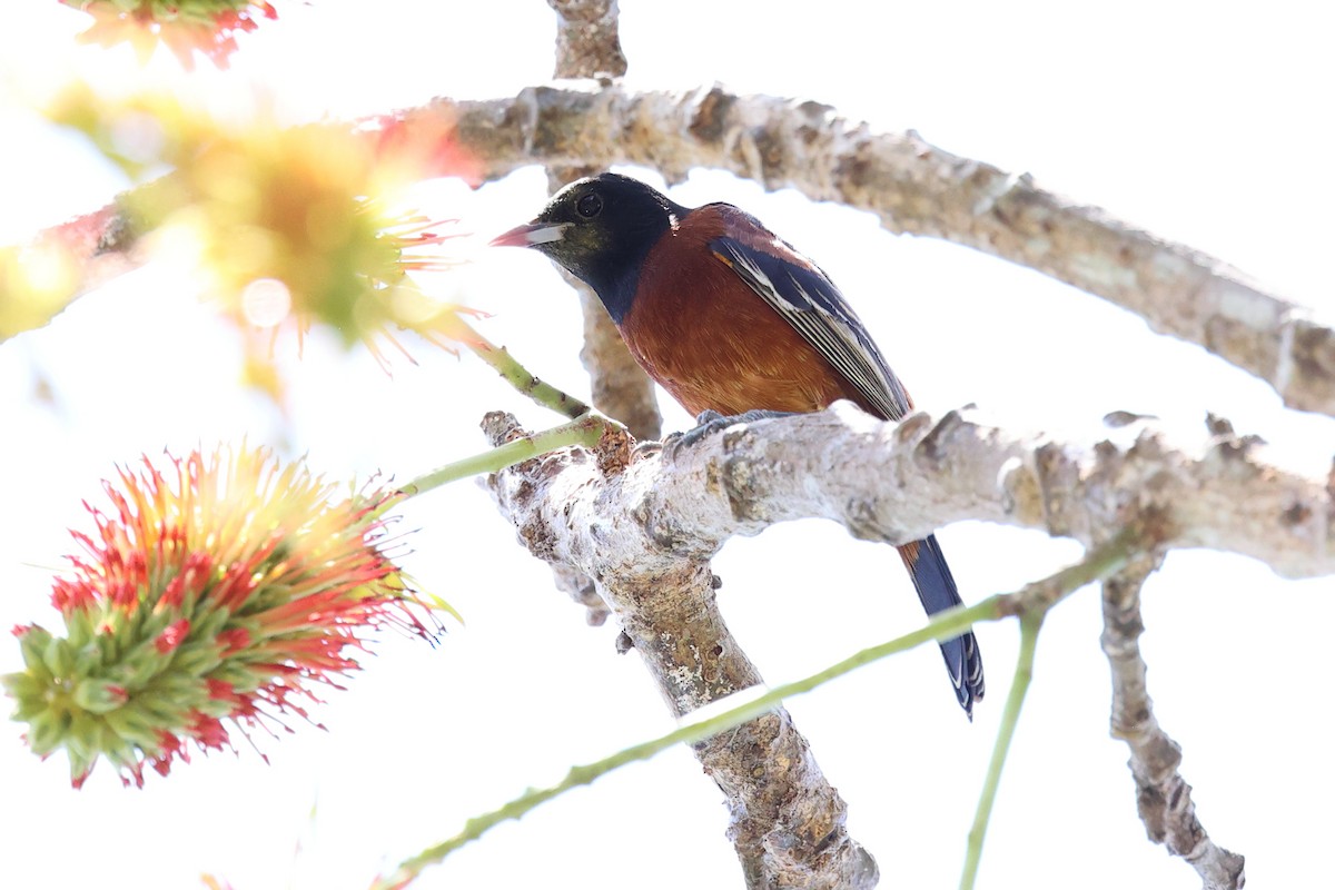 Orchard Oriole - ML634277937