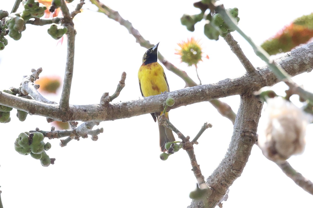 Orchard Oriole - ML634277938
