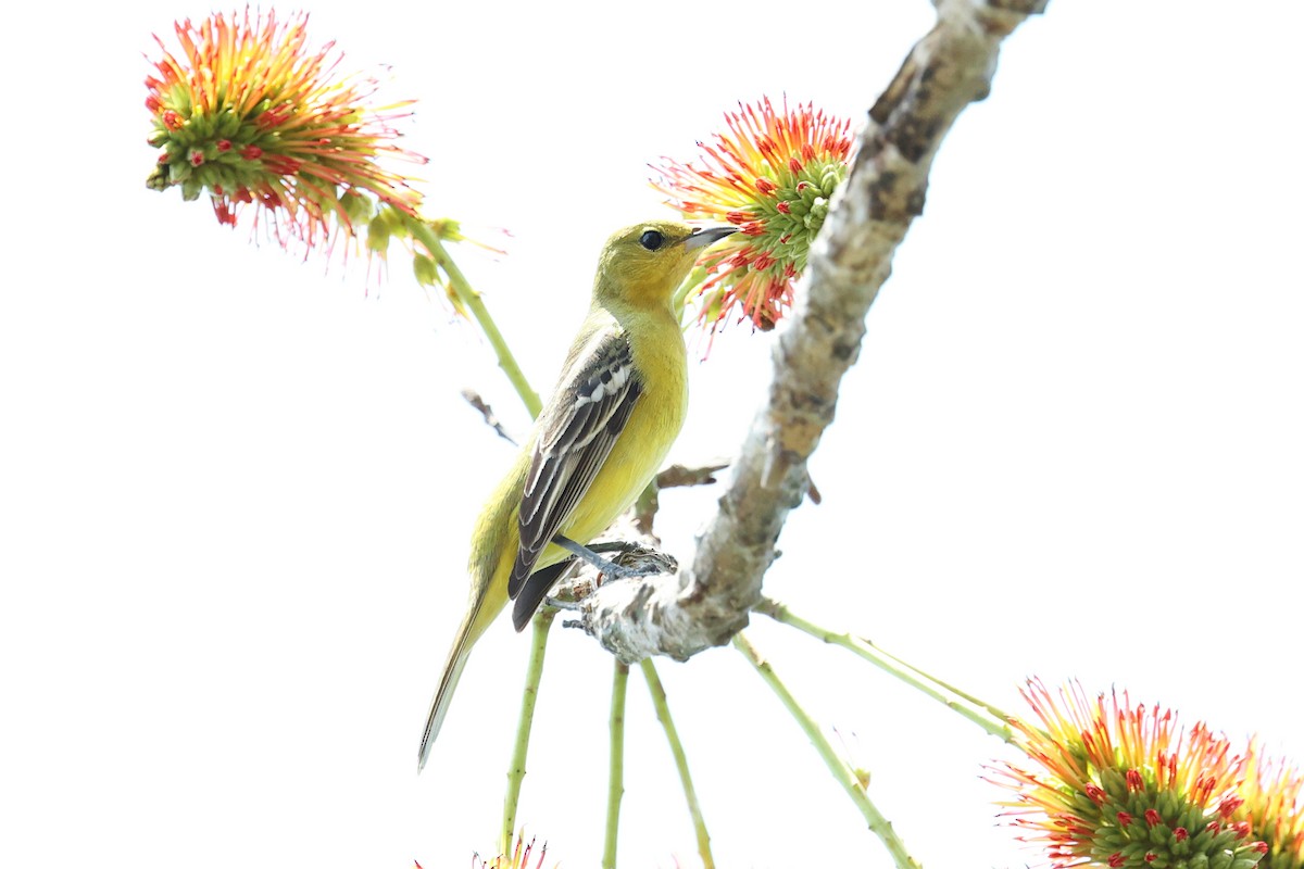 Orchard Oriole - ML634277939