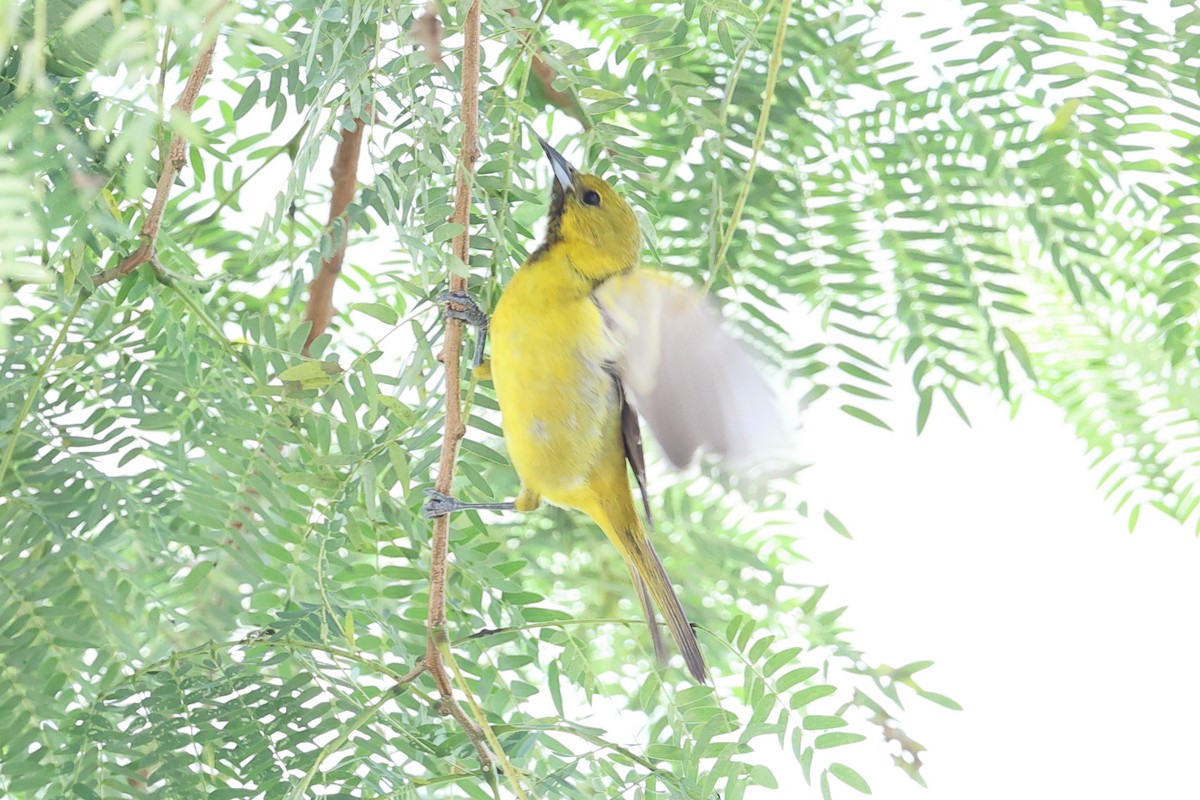 Orchard Oriole - ML634277940