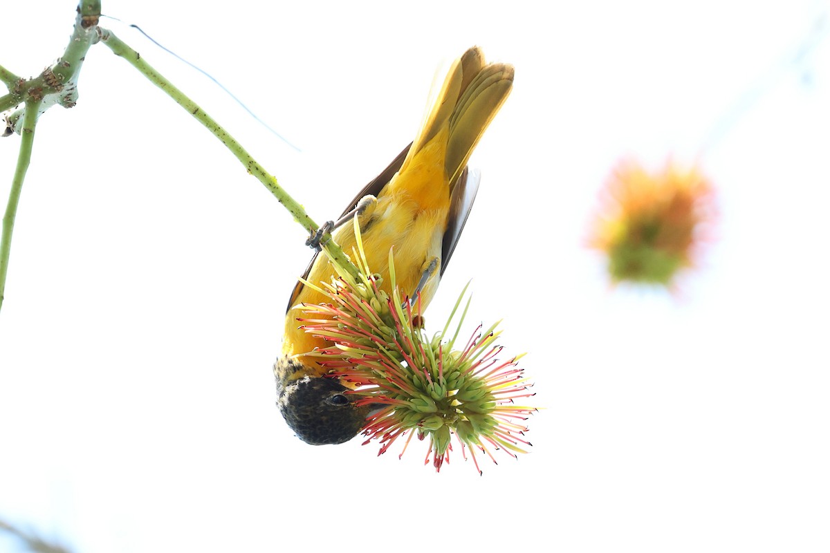 Baltimore Oriole - ML634277946