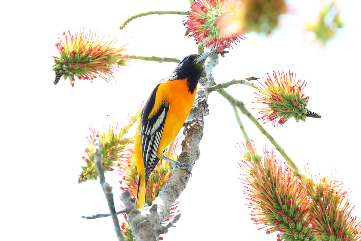 Baltimore Oriole - ML634277948