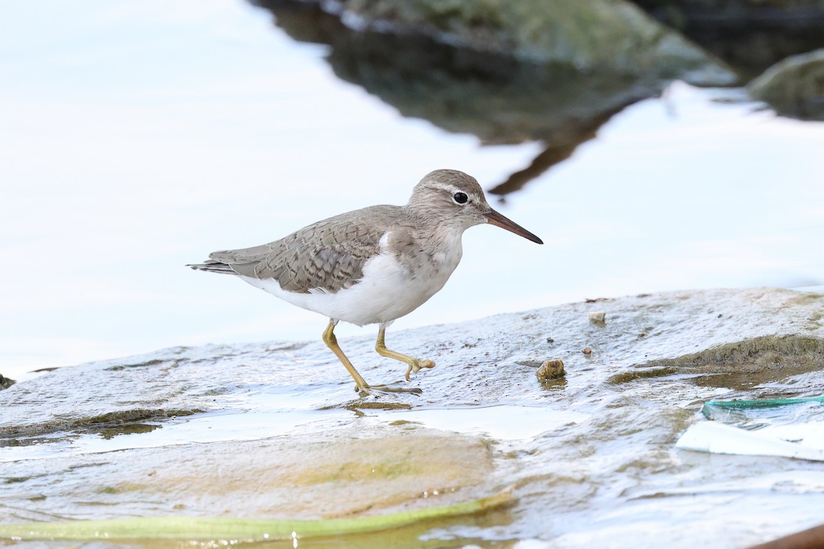Spotted Sandpiper - ML634277950