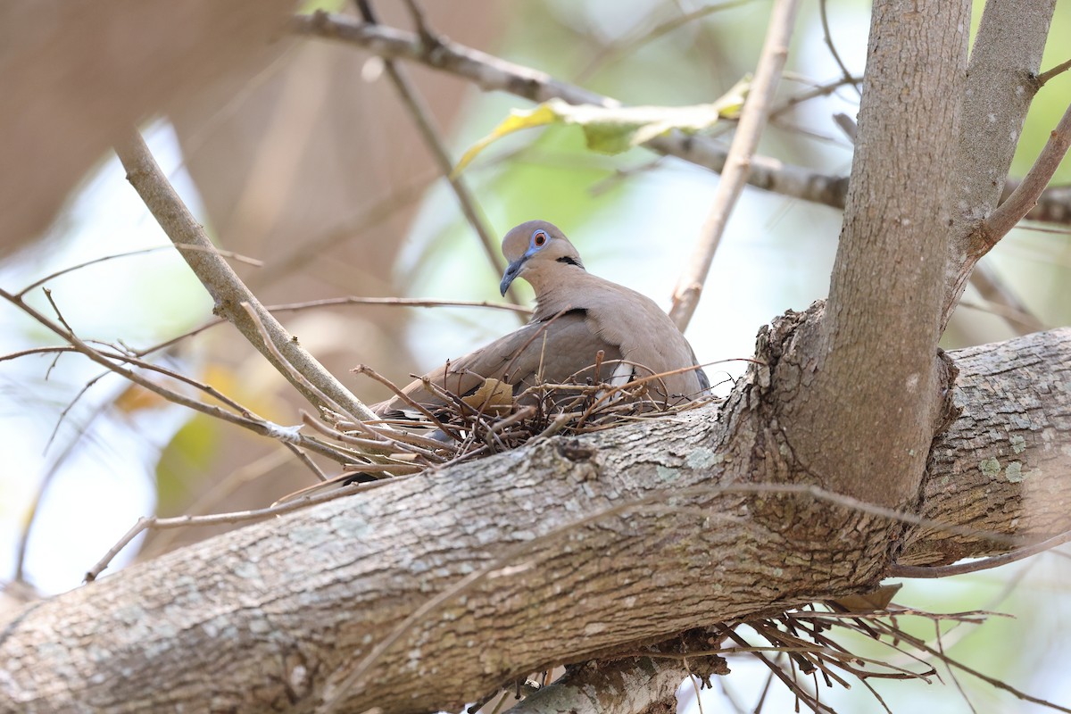 White-winged Dove - ML634277957