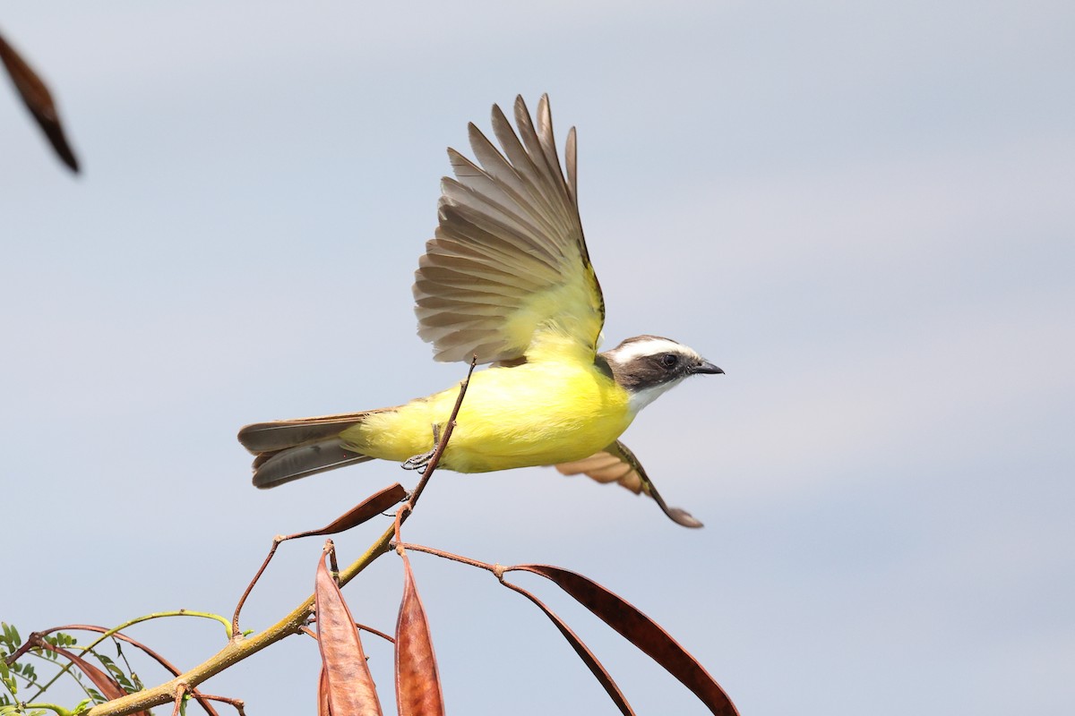 Social Flycatcher - ML634277960