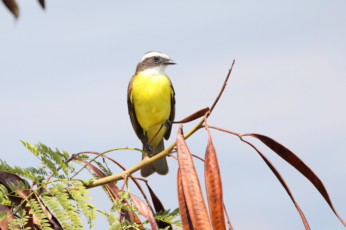 Social Flycatcher - ML634277961