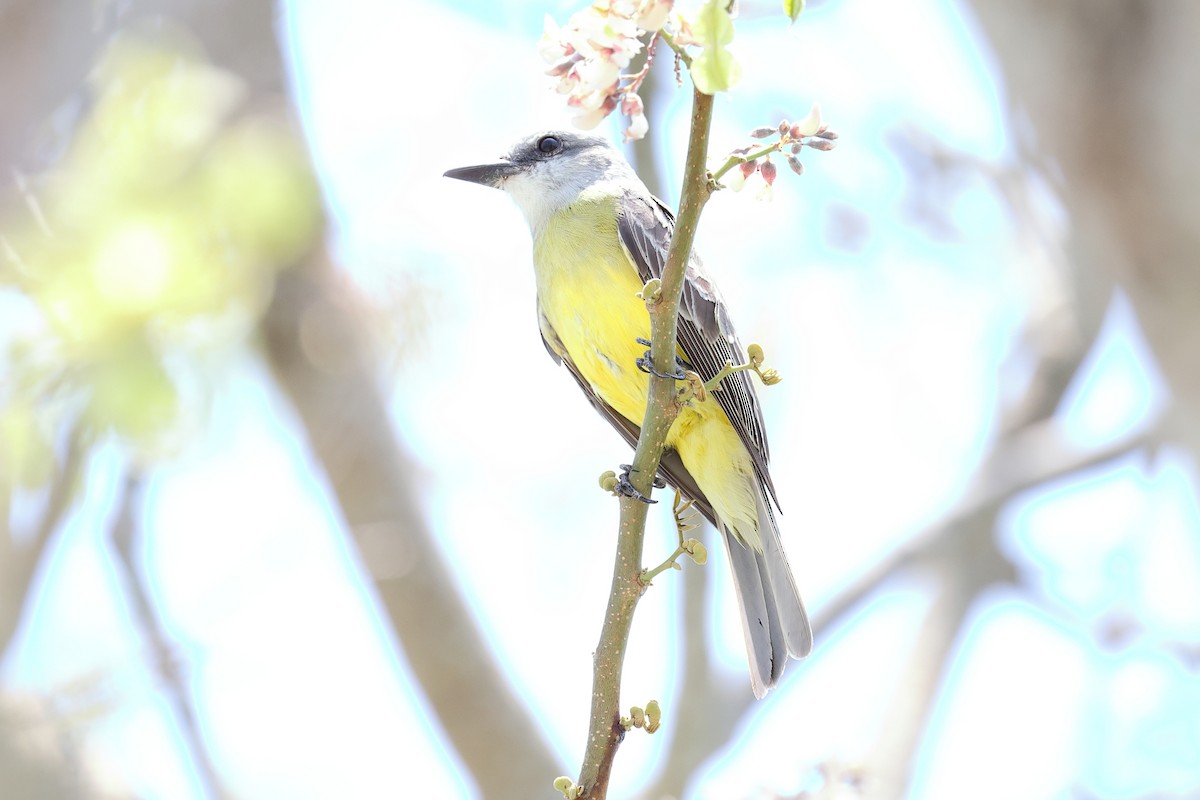 Tropical Kingbird - ML634277964