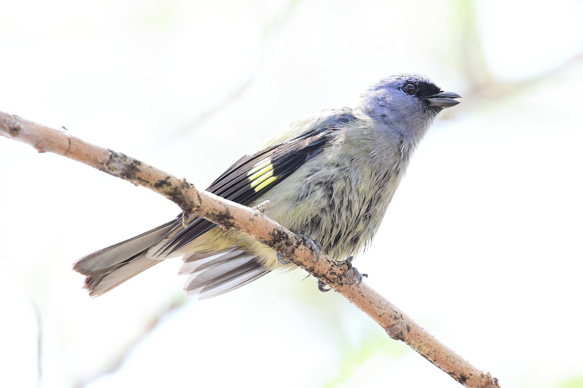 Yellow-winged Tanager - ML634277979