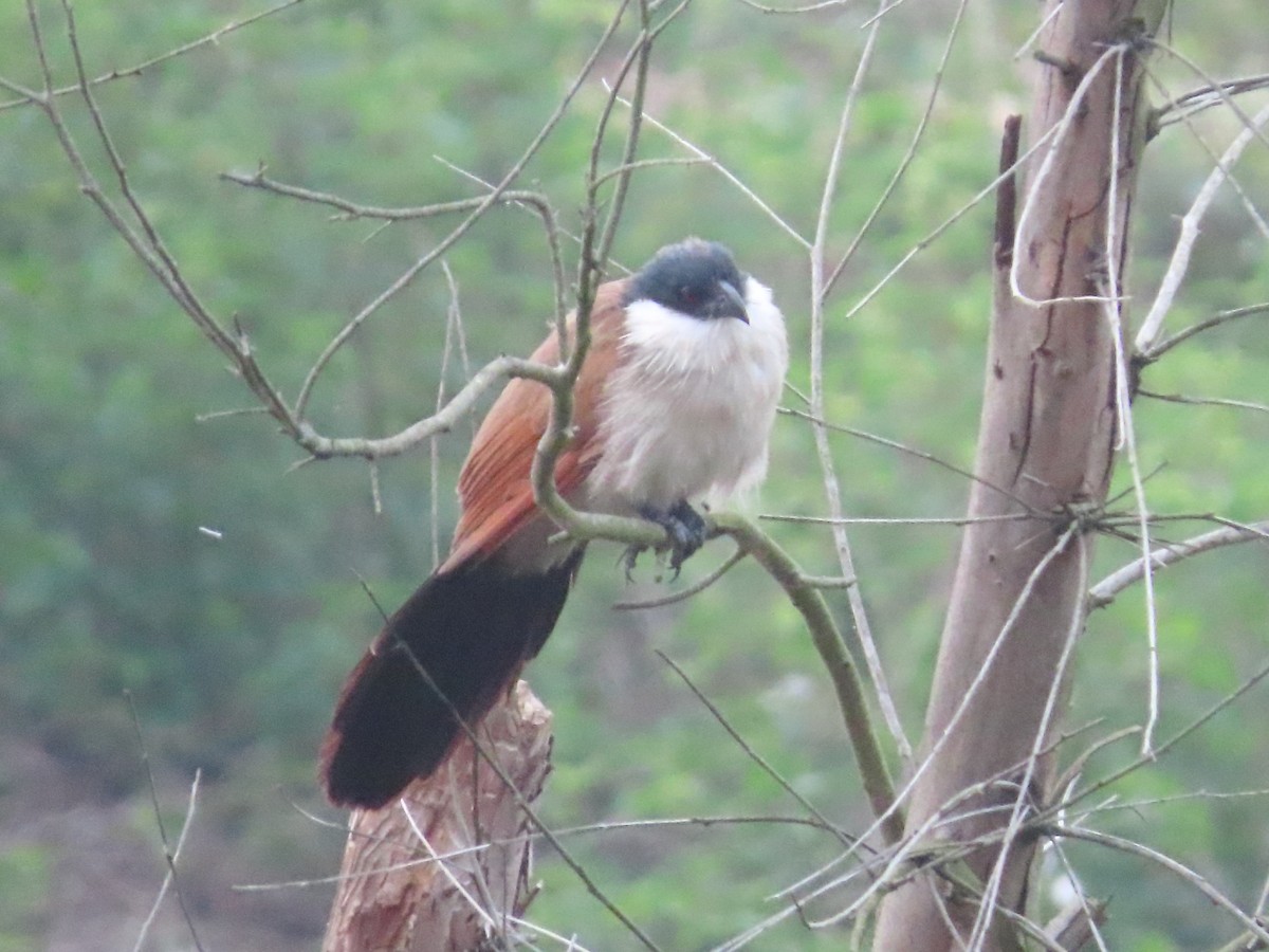 Burchell's Coucal - ML634278163
