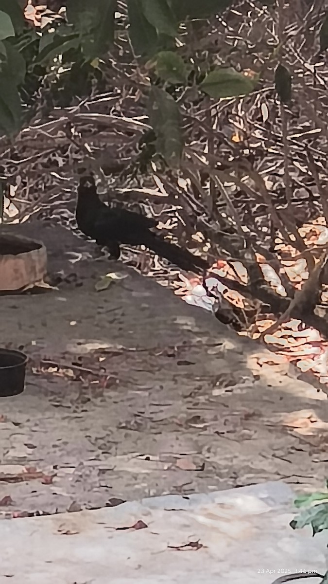 kukačka koel - ML634278196