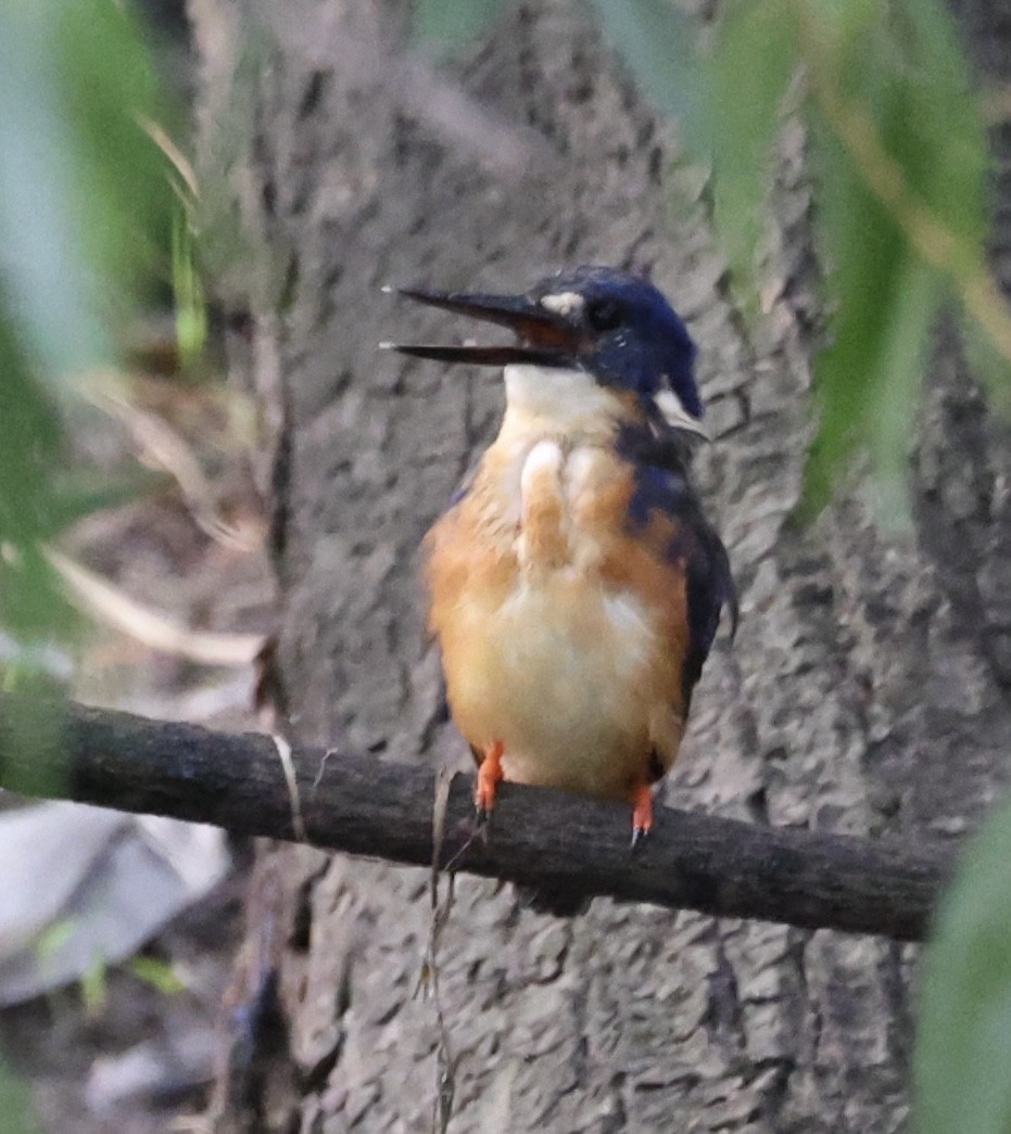 Azure Kingfisher - ML634278198
