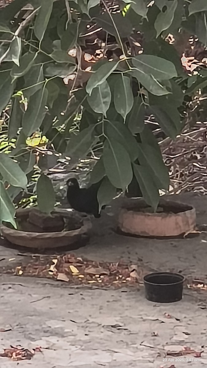 kukačka koel - ML634278201