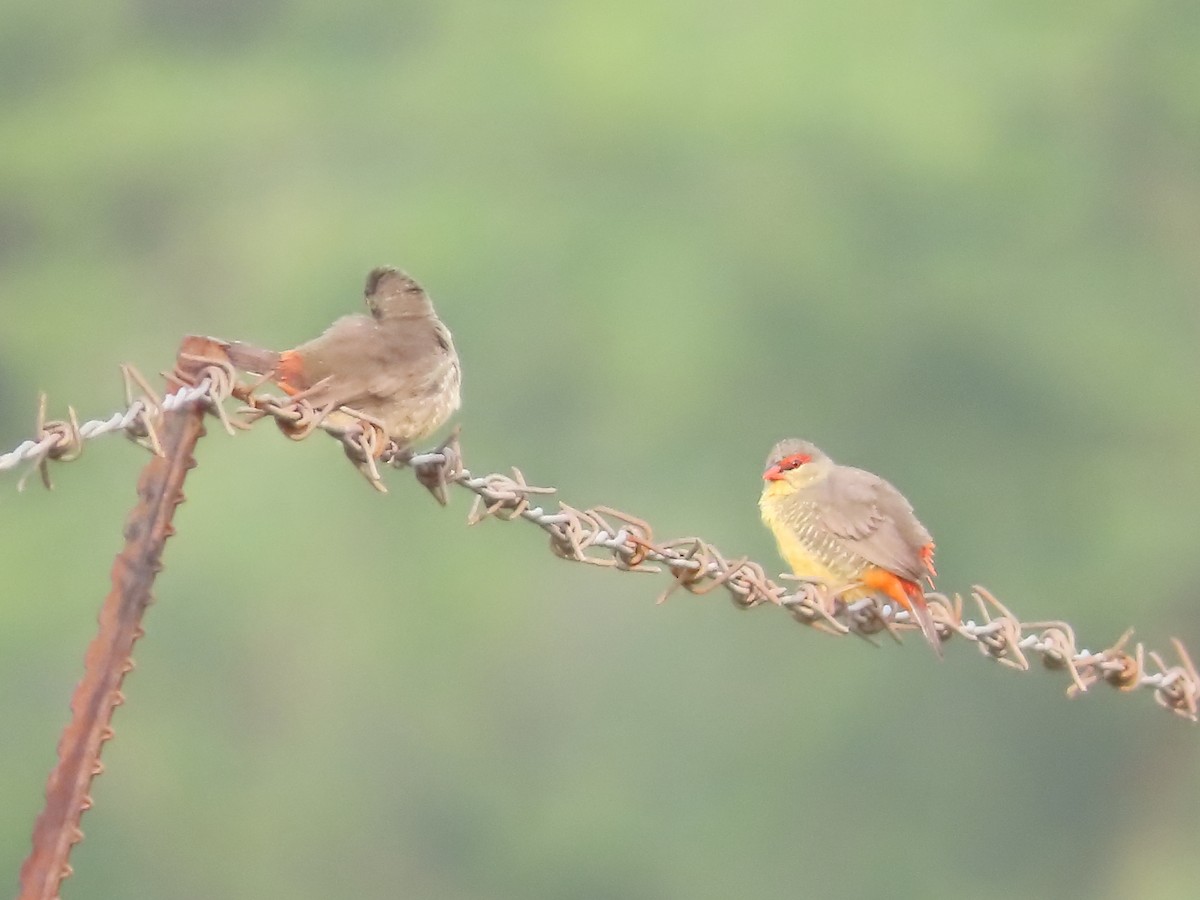 Zebra Waxbill - ML634278230