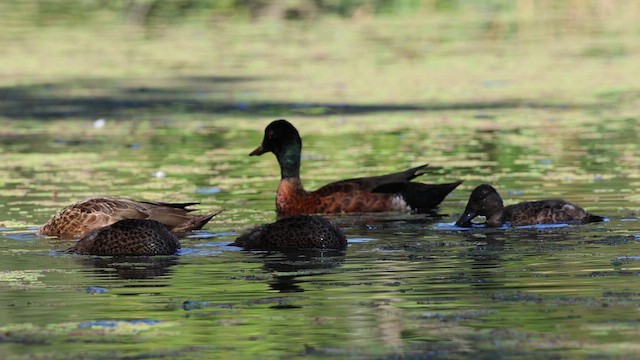 Chestnut Teal - ML634278340