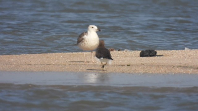 Sooty Gull - ML634278584