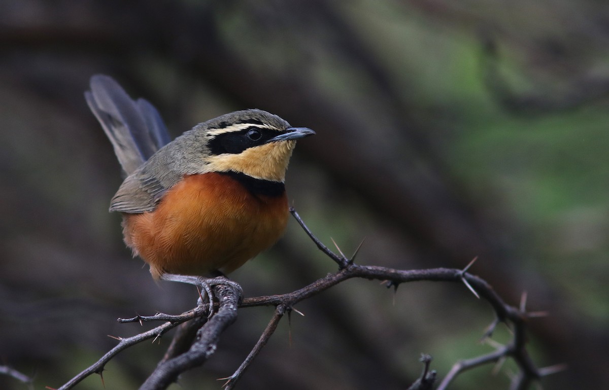 Olive-crowned Crescentchest - ML634278588