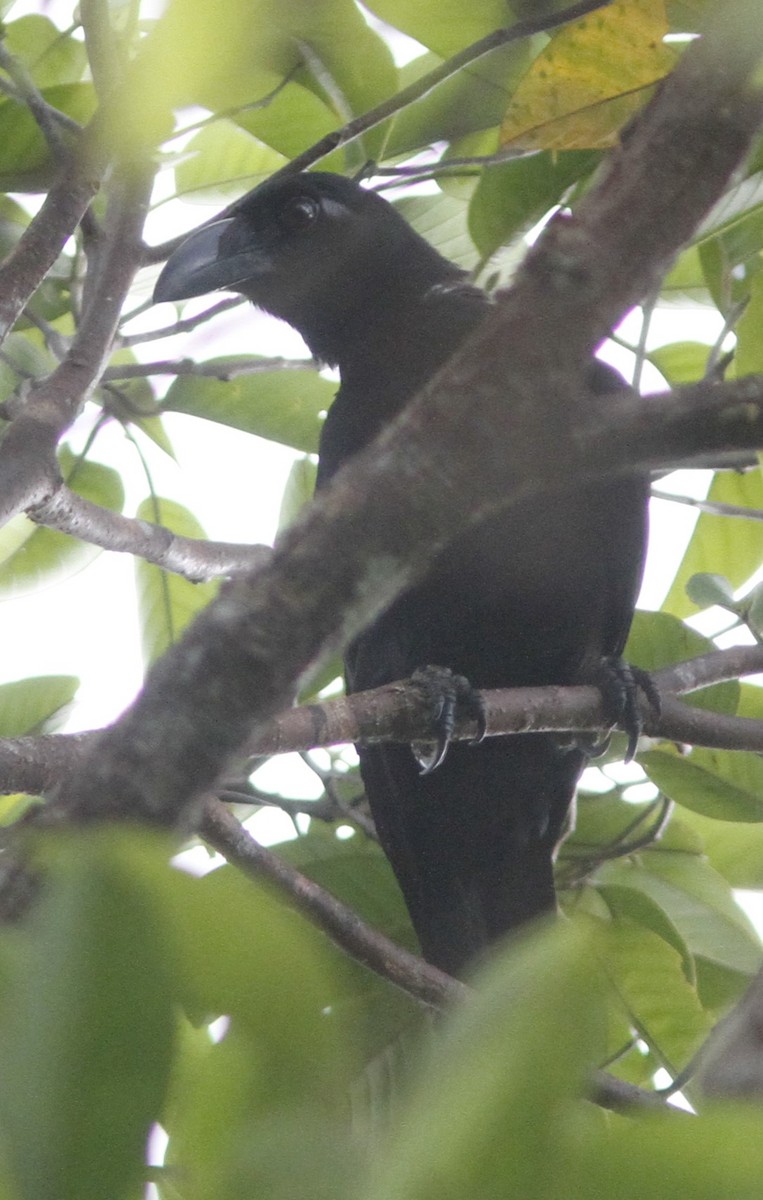 Samar Crow - ML634278612