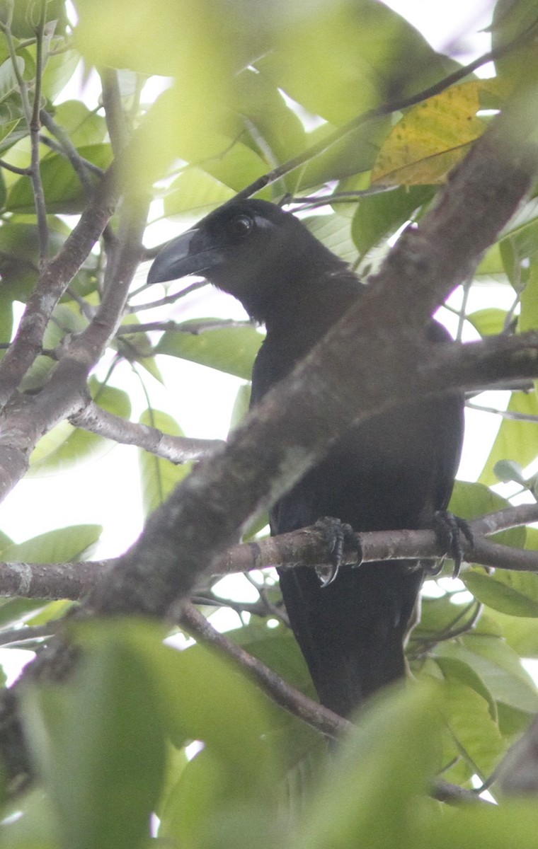 Samar Crow - ML634278613