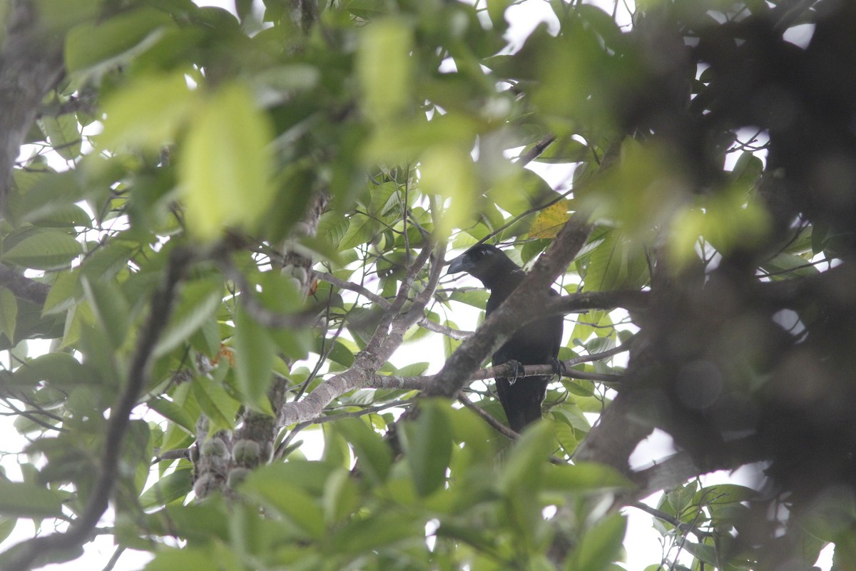 Samar Crow - ML634278614