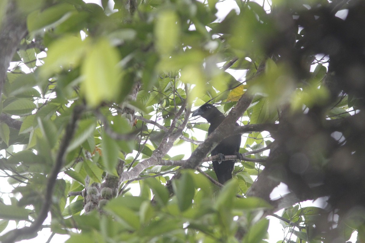 Samar Crow - ML634278615