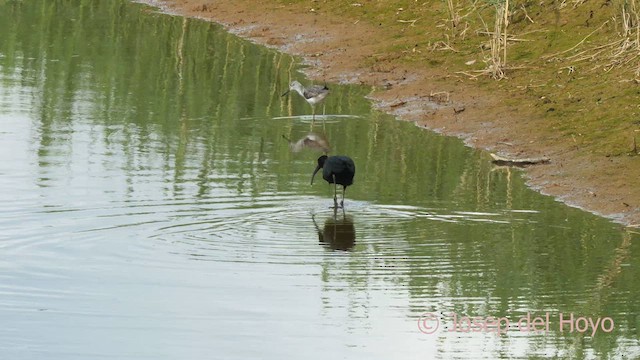 Common Kingfisher - ML634278700