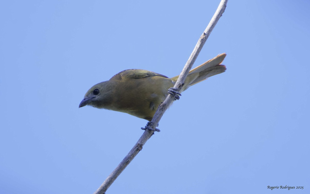 Palm Tanager - ML634278702