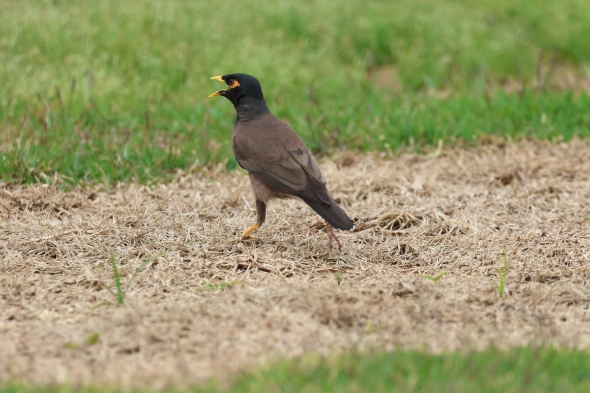 Common Myna - ML634278744
