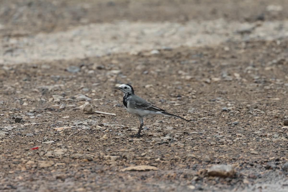 White Wagtail - ML634278752